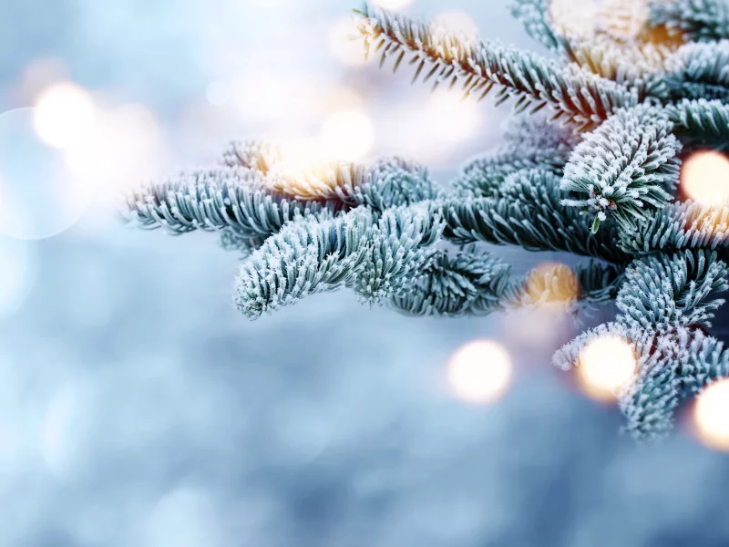 winter, bokeh, ветки, елка, мороз, fir tree, зима, снег, snow