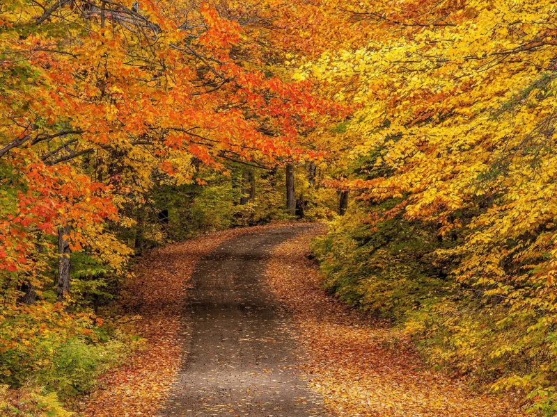 природа, красота