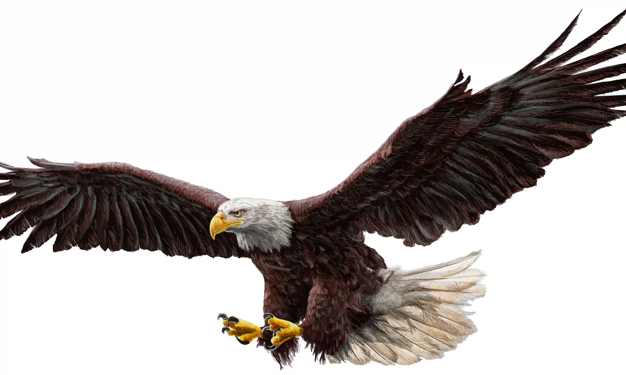 орел, крылья, полет, bald eagle, real
