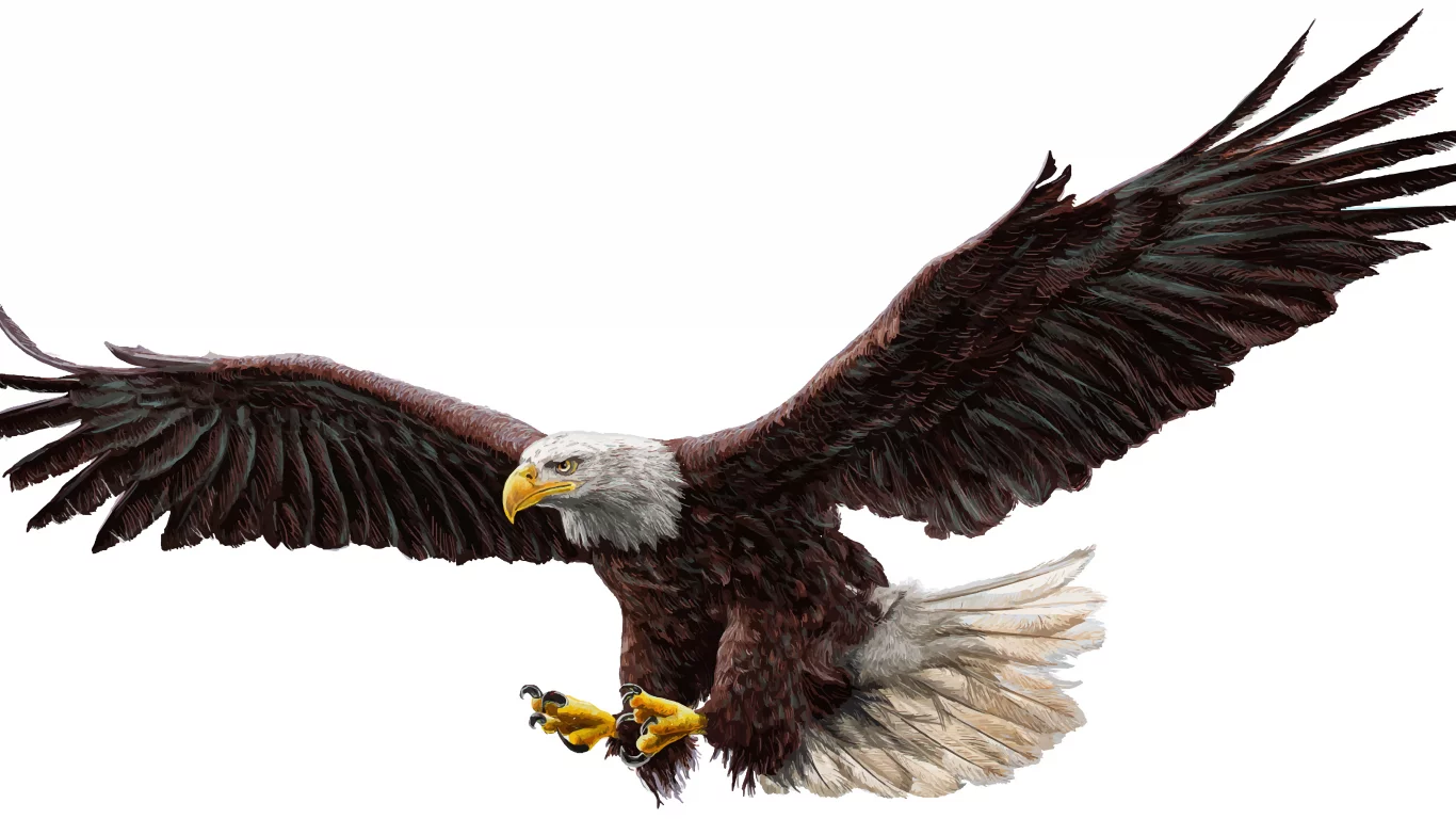 орел, крылья, полет, bald eagle, real