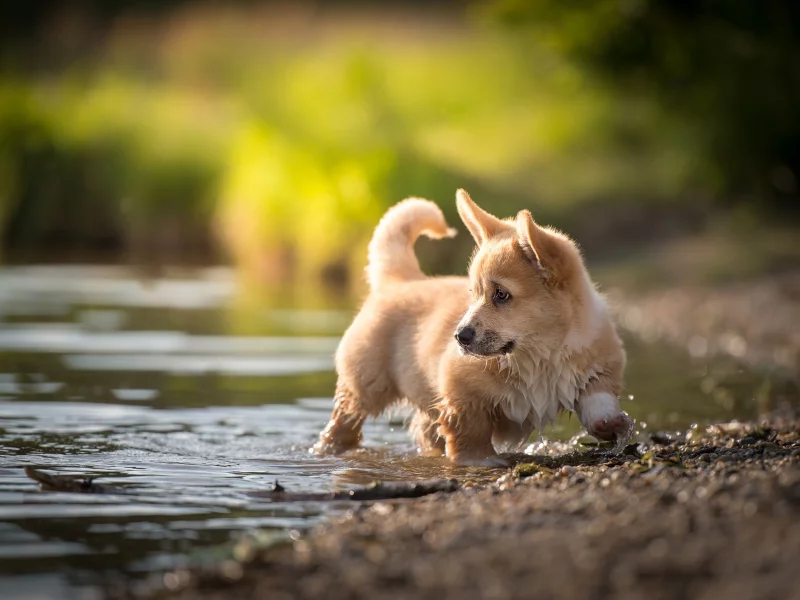 щенок, вода