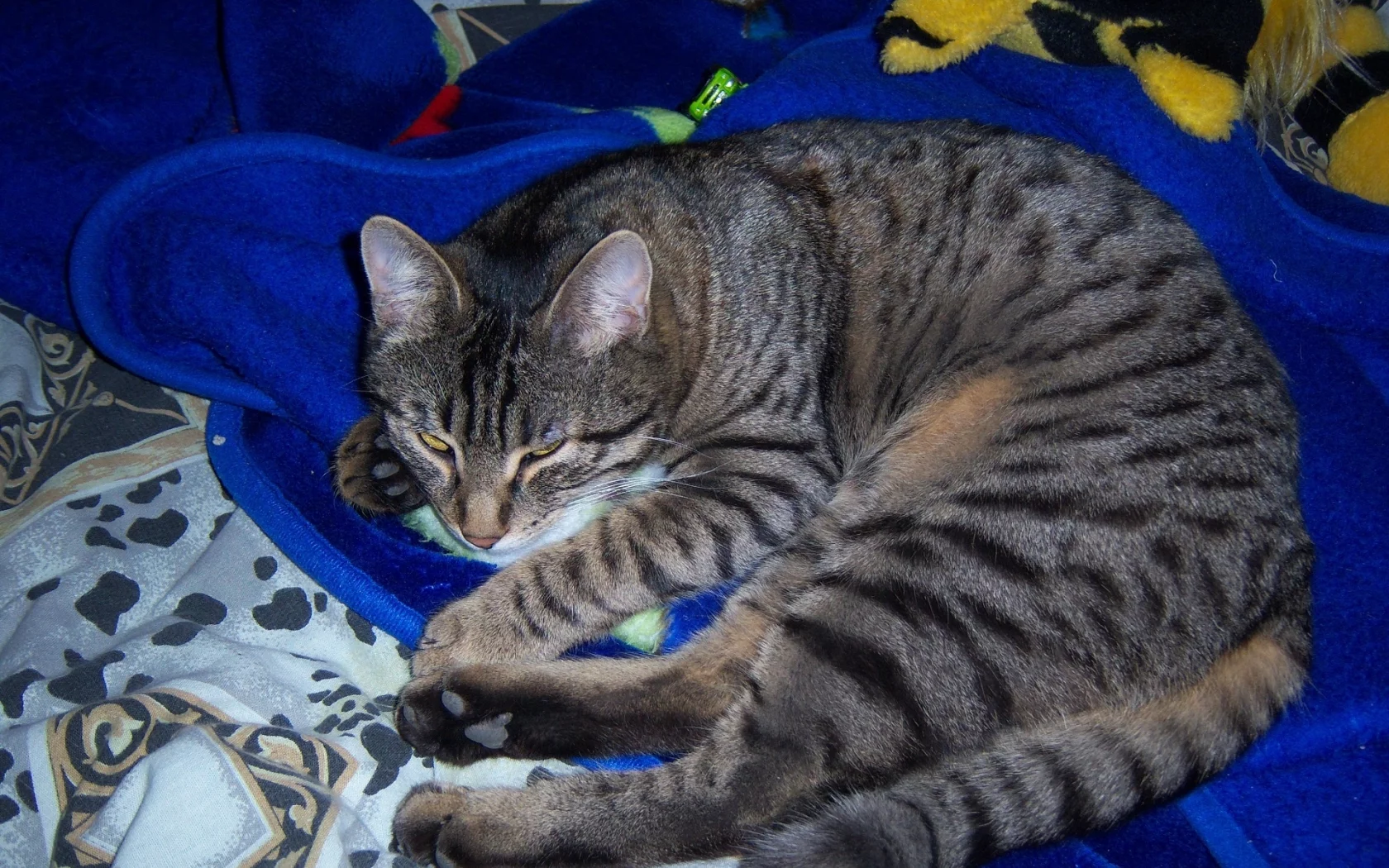 кот, спит