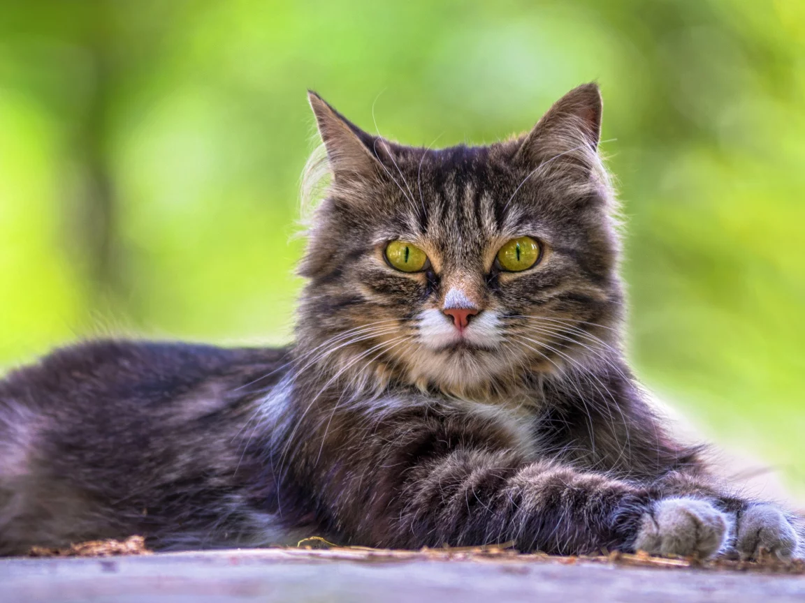 кошка, трава, кот, взгляд, портрет, лежит