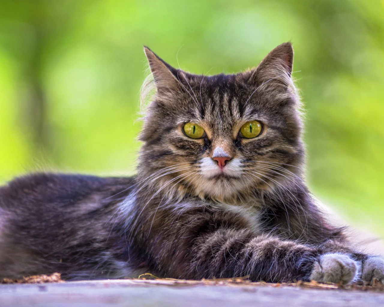 кошка, трава, кот, взгляд, портрет, лежит