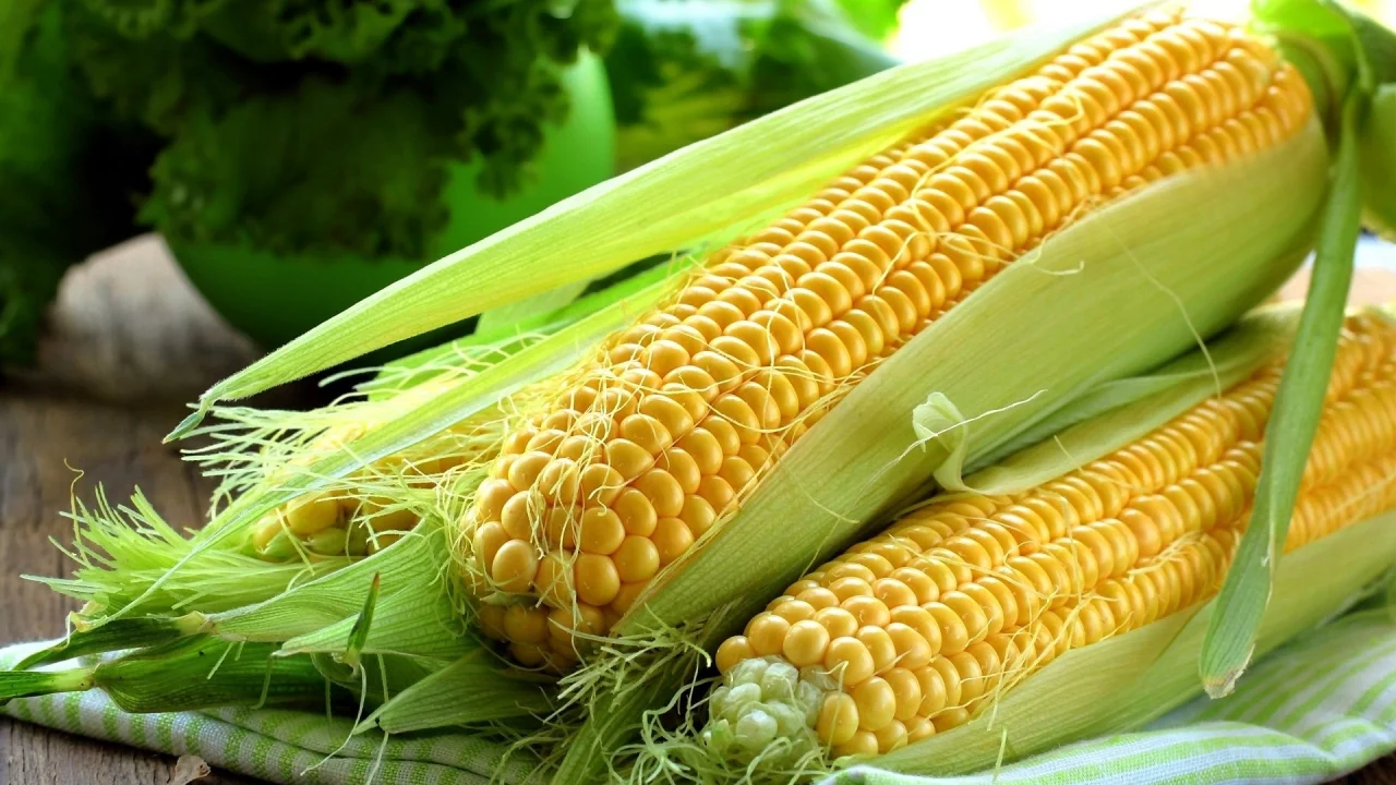 кукуруза, початки
