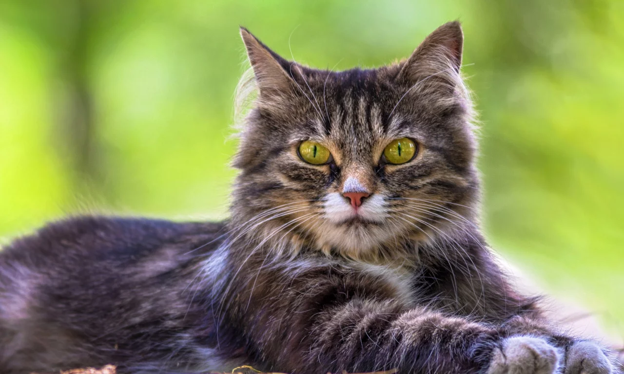 кошка, трава, кот, взгляд, портрет, лежит
