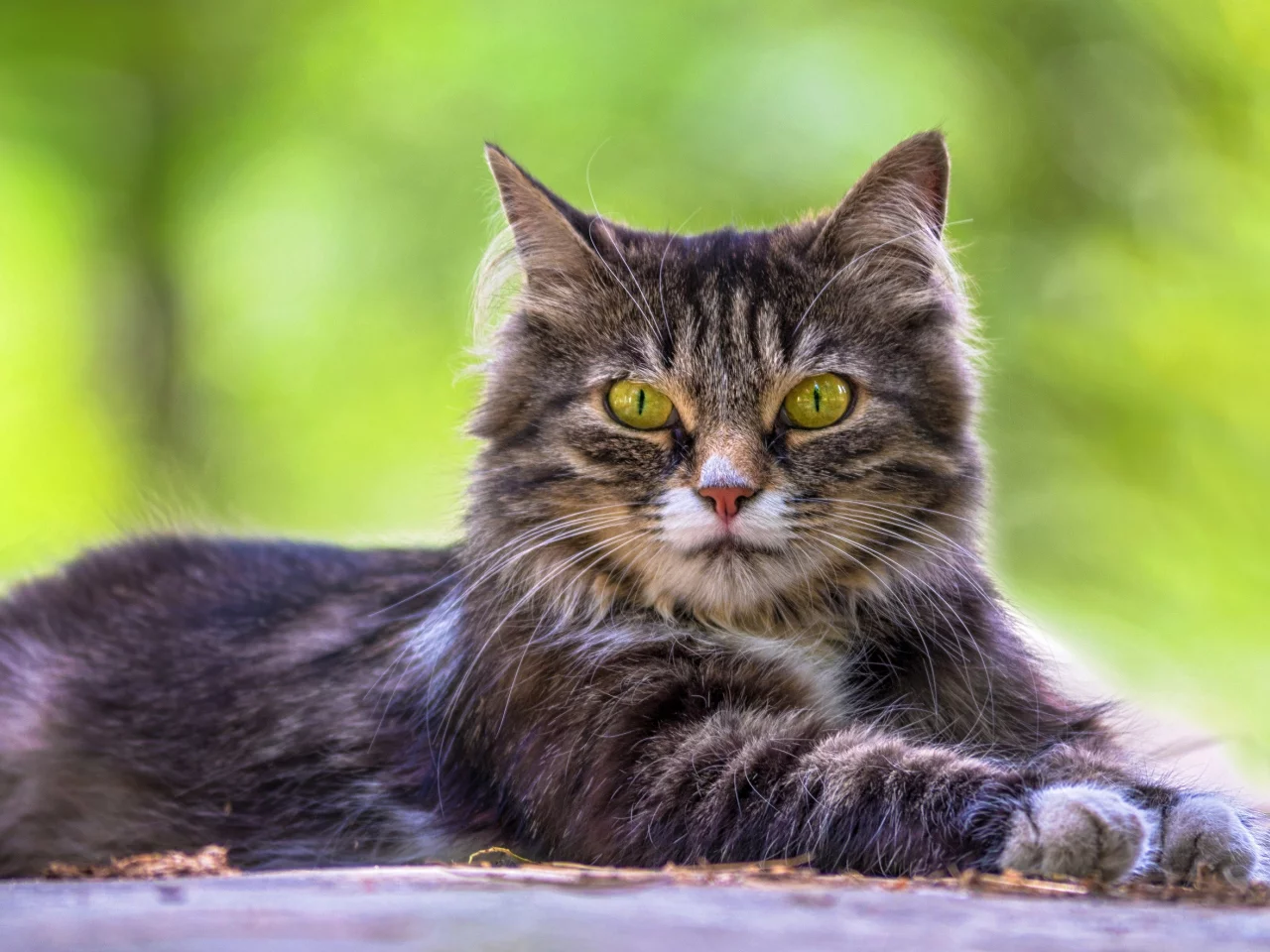 кошка, трава, кот, взгляд, портрет, лежит