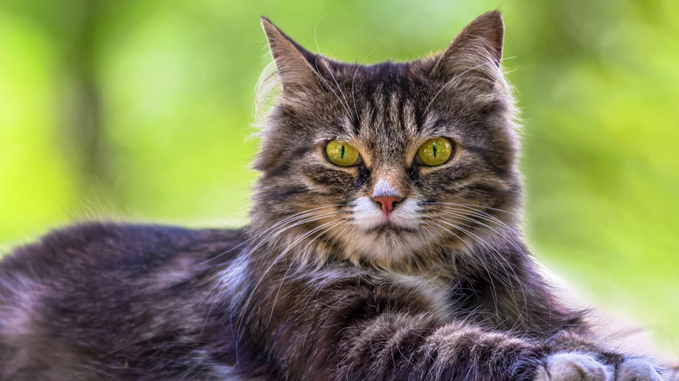 кошка, трава, кот, взгляд, портрет, лежит