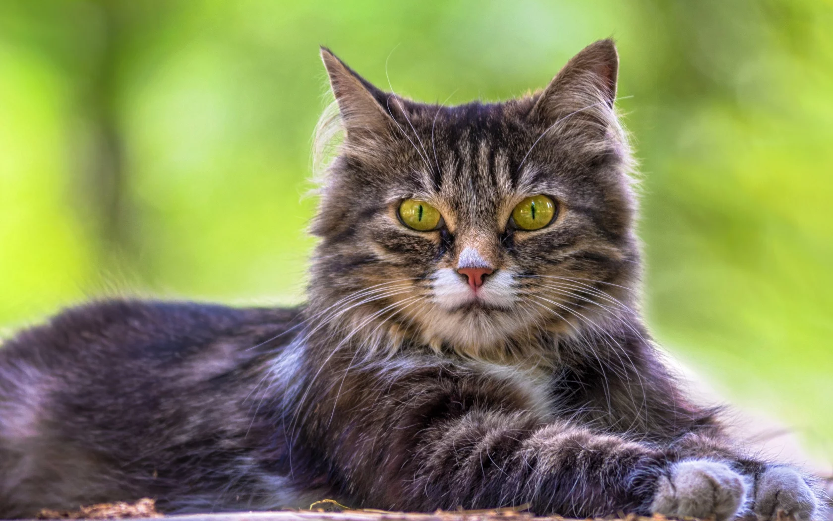 кошка, трава, кот, взгляд, портрет, лежит