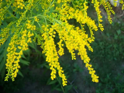 mamala, цветы