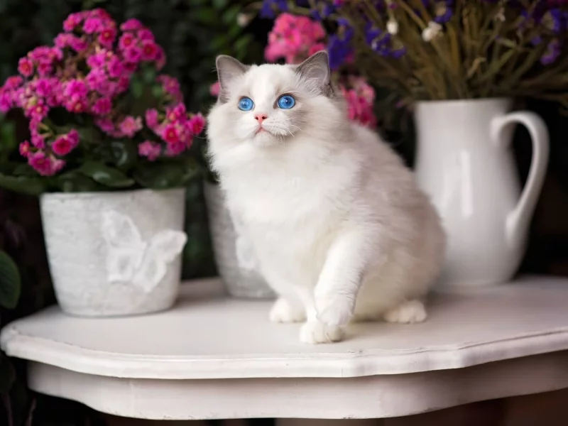 кошка, взгляд
