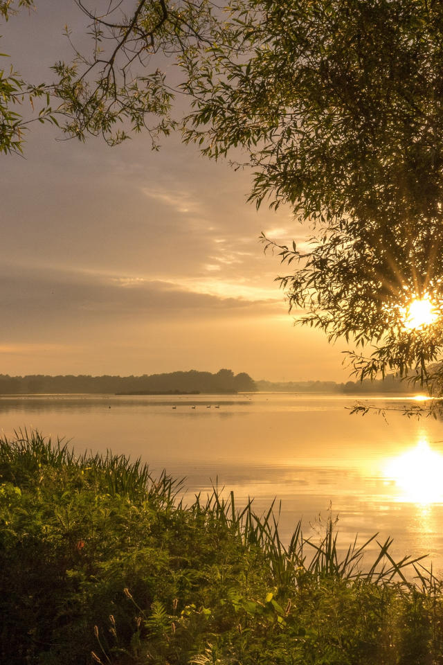 Речное солнце. Рассвет на реке. Лето утро озеро. Летний рассвет на берегу реки. Рассвет над рекой.