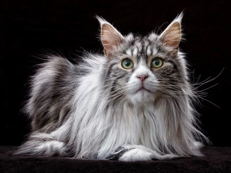 кот, мей кун