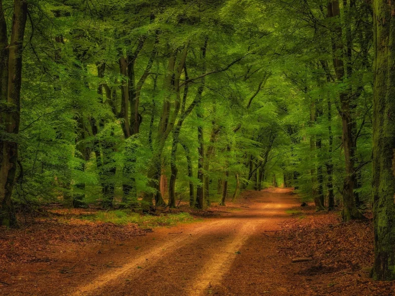 лес, дорога