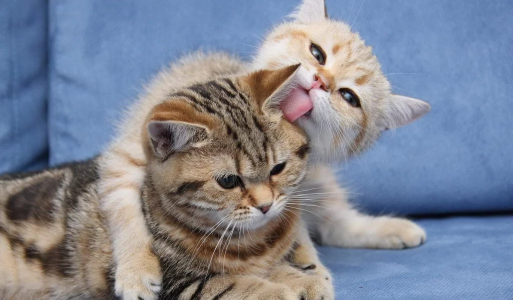 кошка, животные, милота