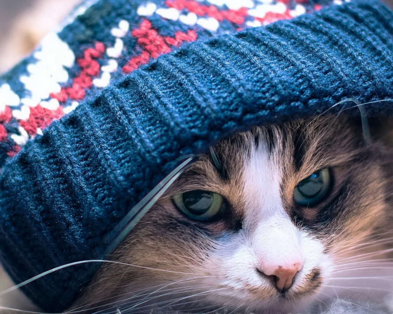 котенок, шапка