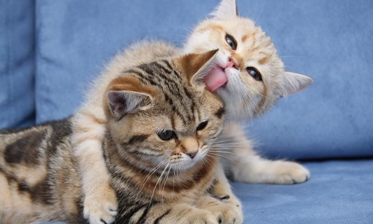 кошка, животные, милота