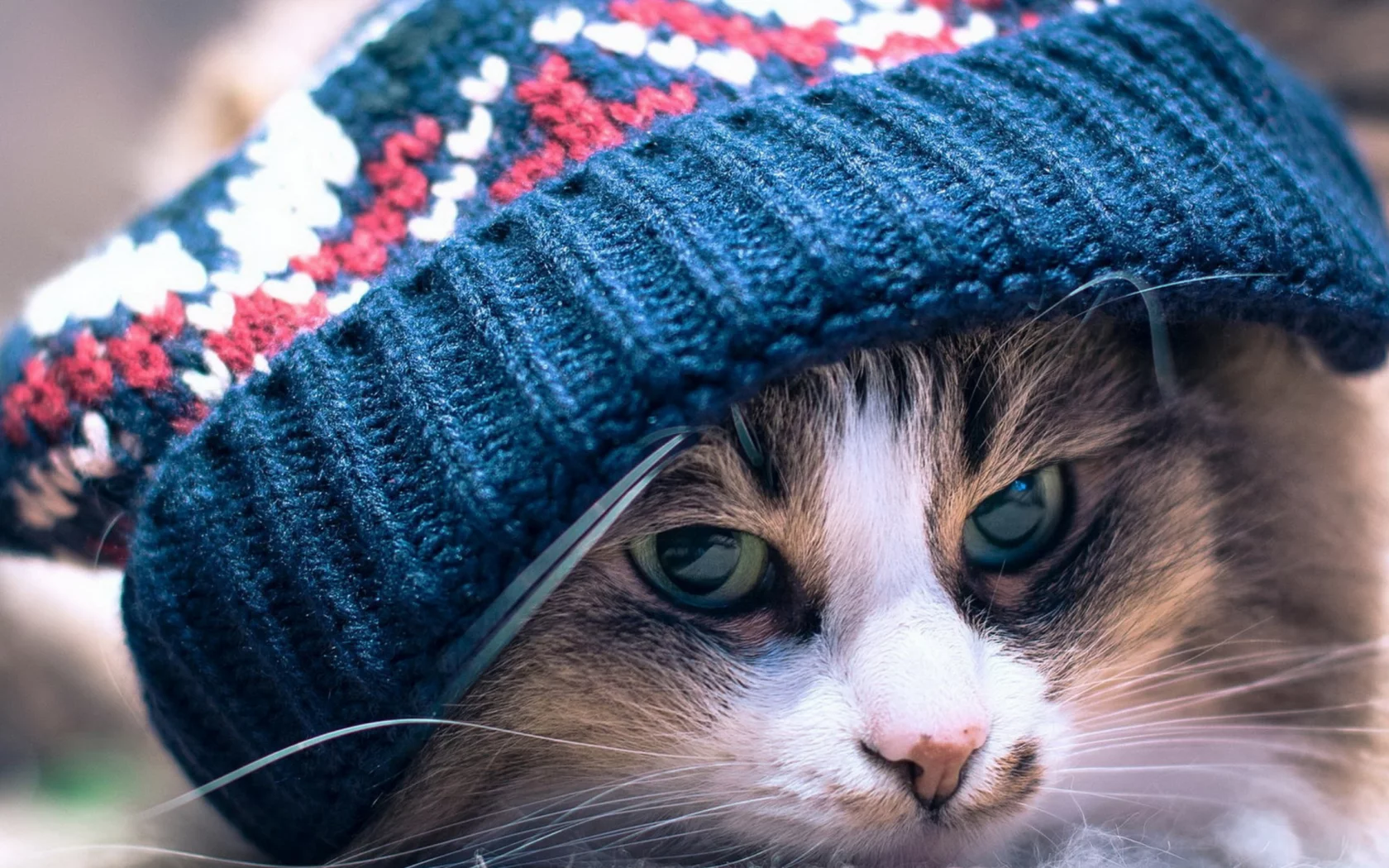 котенок, шапка