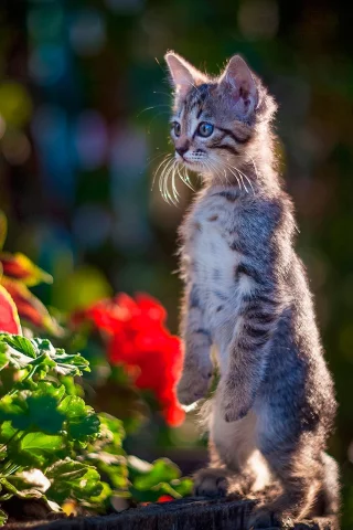 котенок, стойка