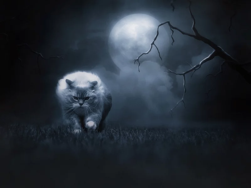 кошка, ночь