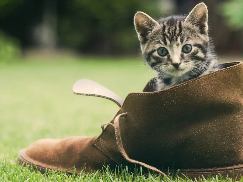 котенок, башмак