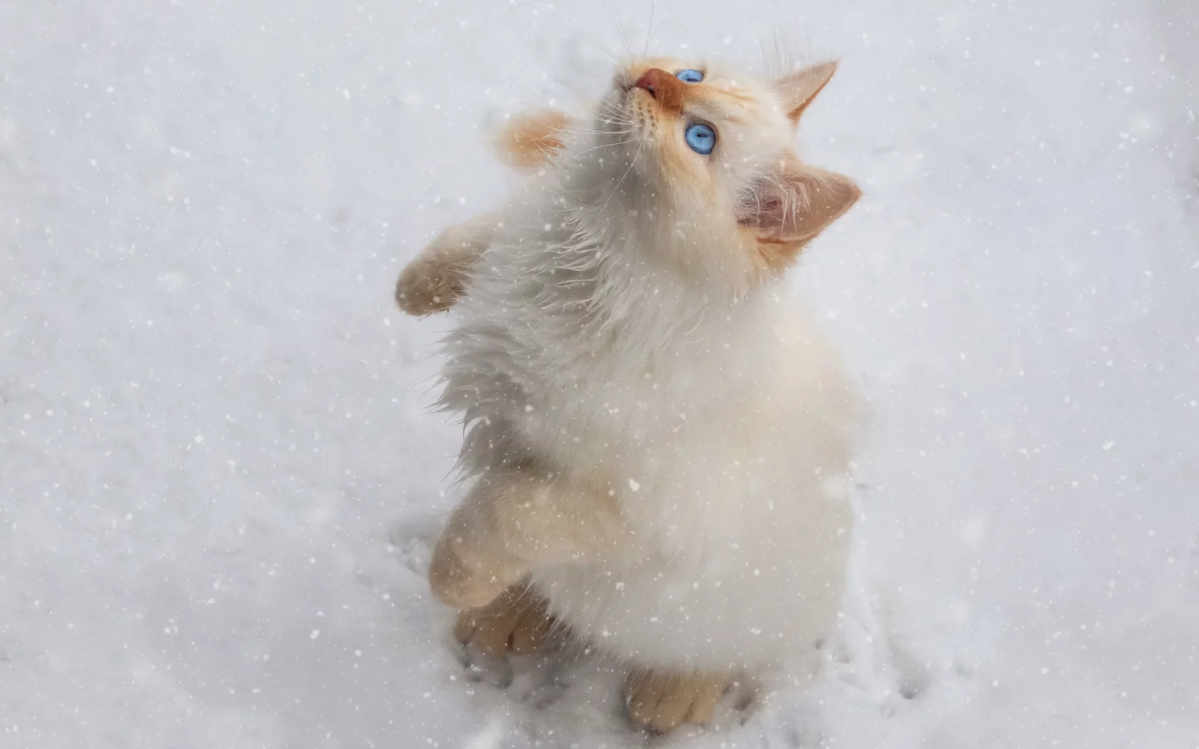 кот, снег