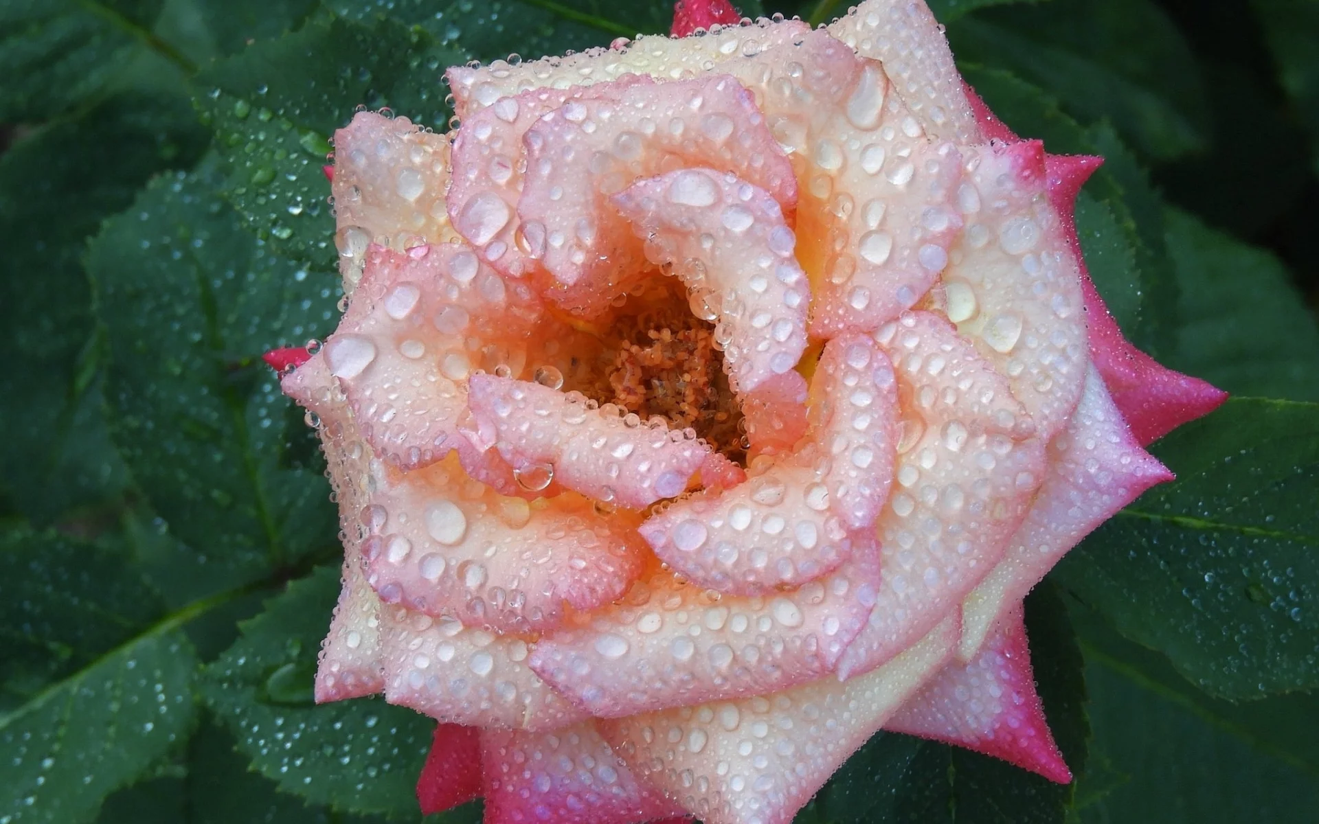 капли, роза