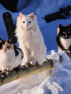 зима, снег, коты