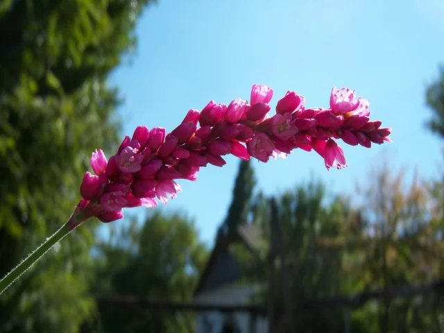 by mamala, цветы
