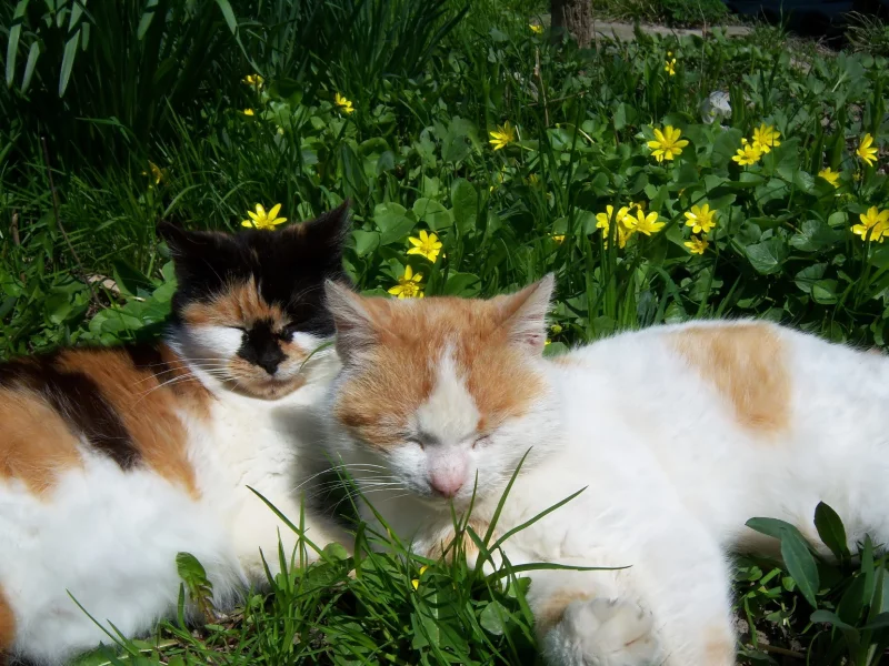 by mamala, коты