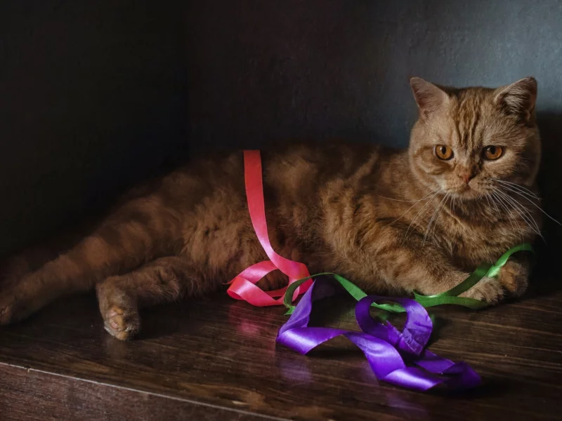 кот, ленты