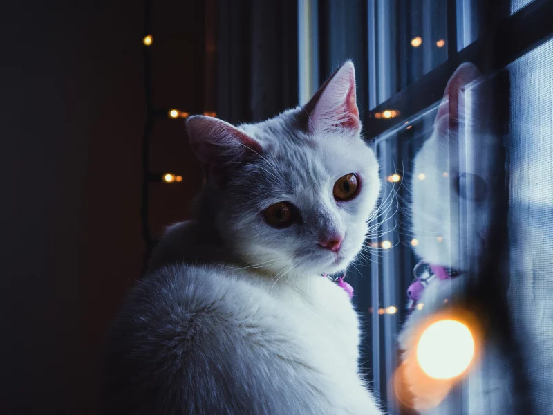 кот, окно
