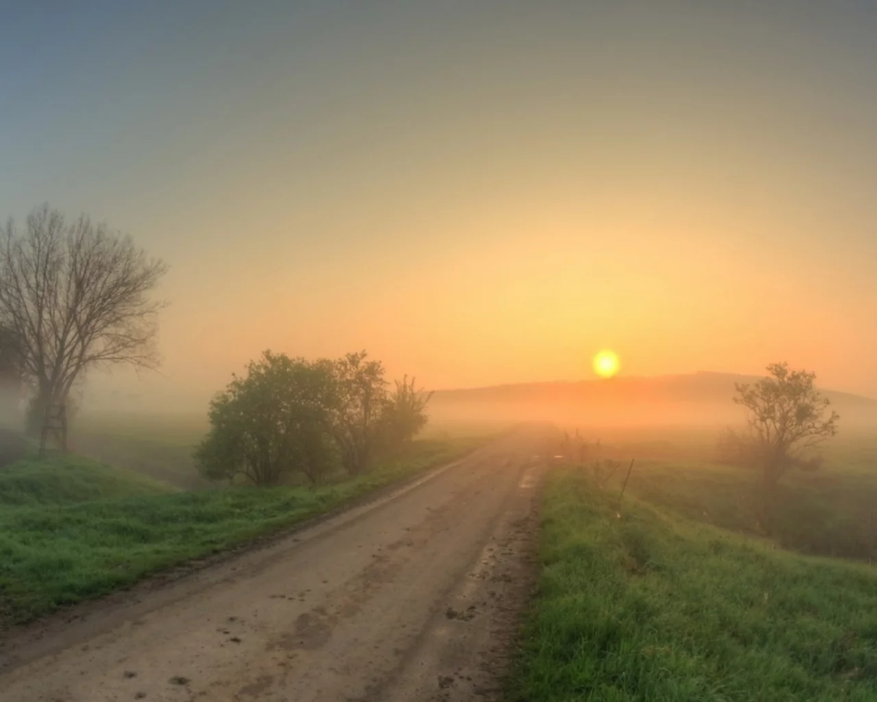 дорога, деревья, туман