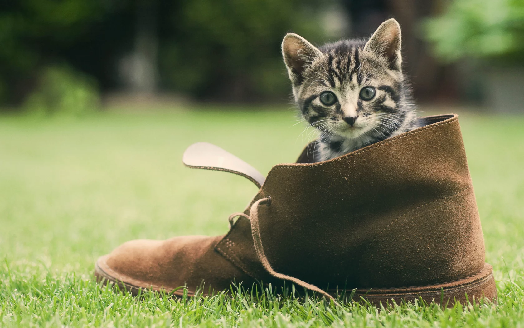 котёнок, в ботинке, на траве