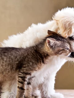 собака, кошка