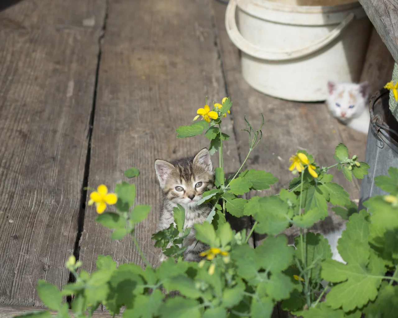 котёнок, цветок, май, деревня
