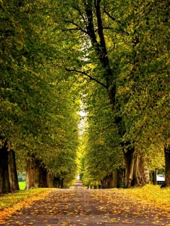 парк, аллея, деревья, скамейка