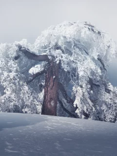 зима, дерево, природа, снег, лес, пейзаж