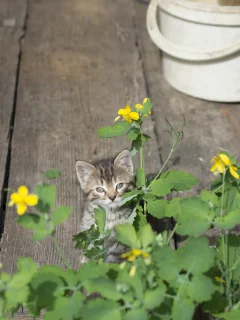 котёнок, цветок, май, деревня