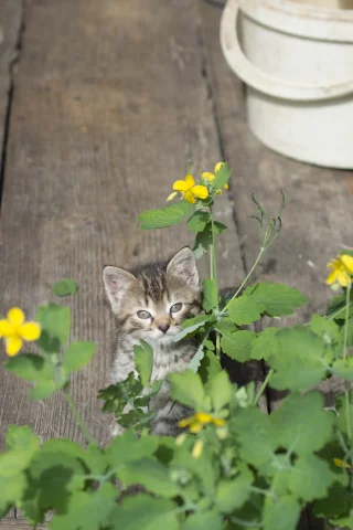 котёнок, цветок, май, деревня