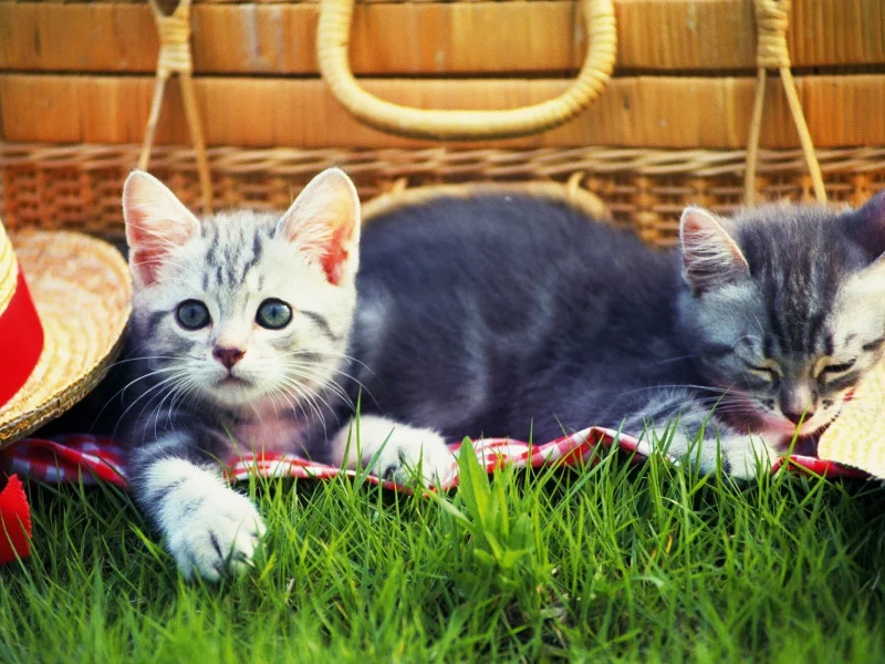 котята, трава