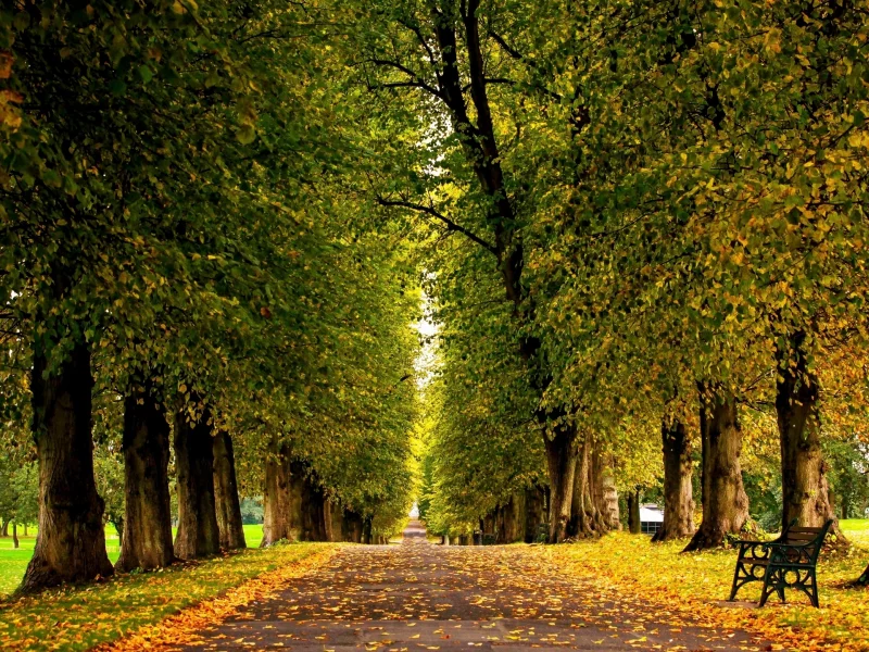 парк, аллея, деревья, скамейка