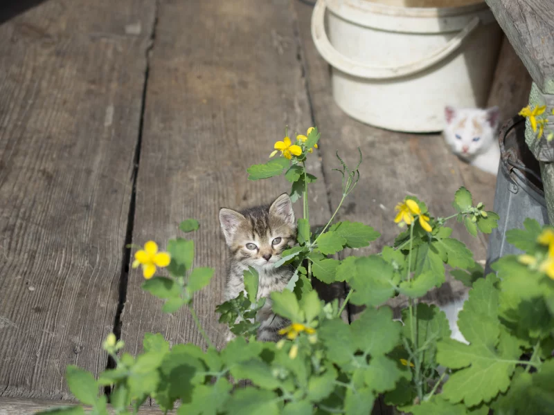 котёнок, цветок, май, деревня