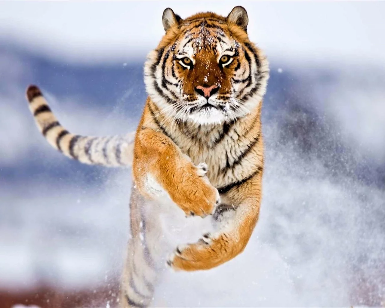 siberian tiger, nature, outdoor, snow