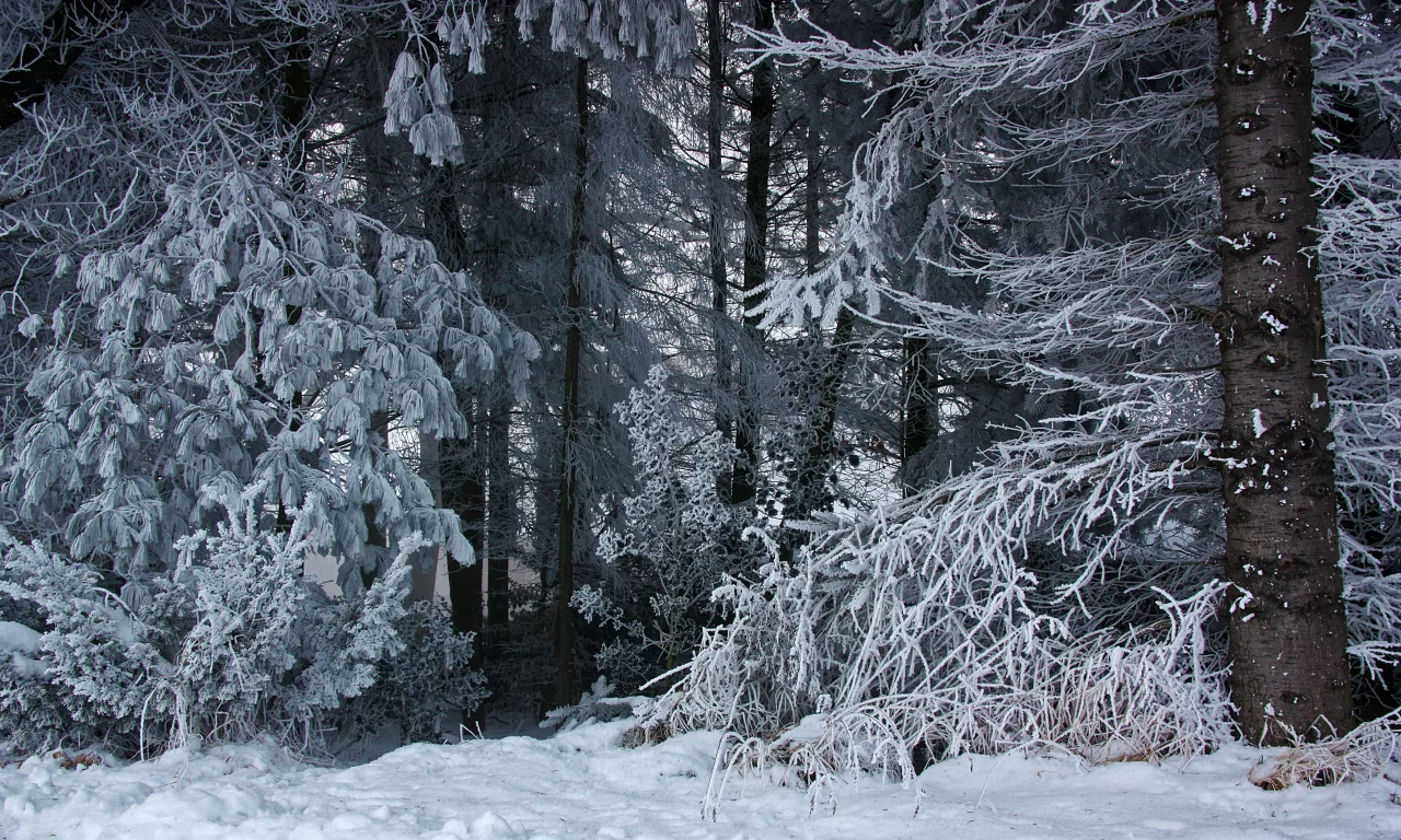 зима, лес, снег, природа