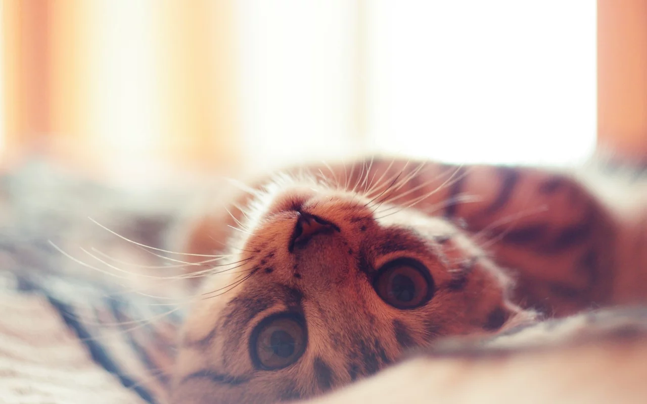 кошка, животные, взгляд