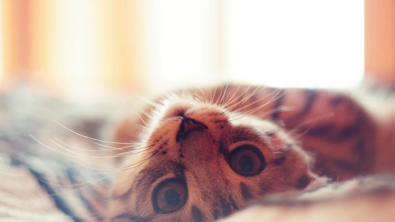 кошка, животные, взгляд