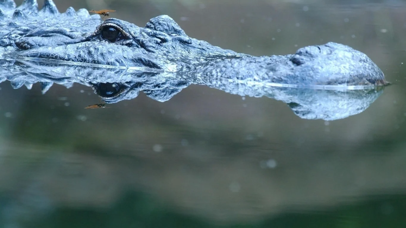 аллигатор, водоём