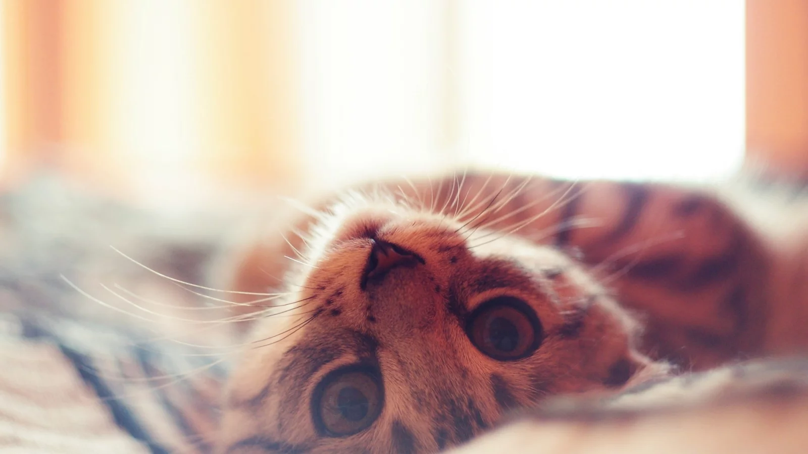 кошка, животные, взгляд
