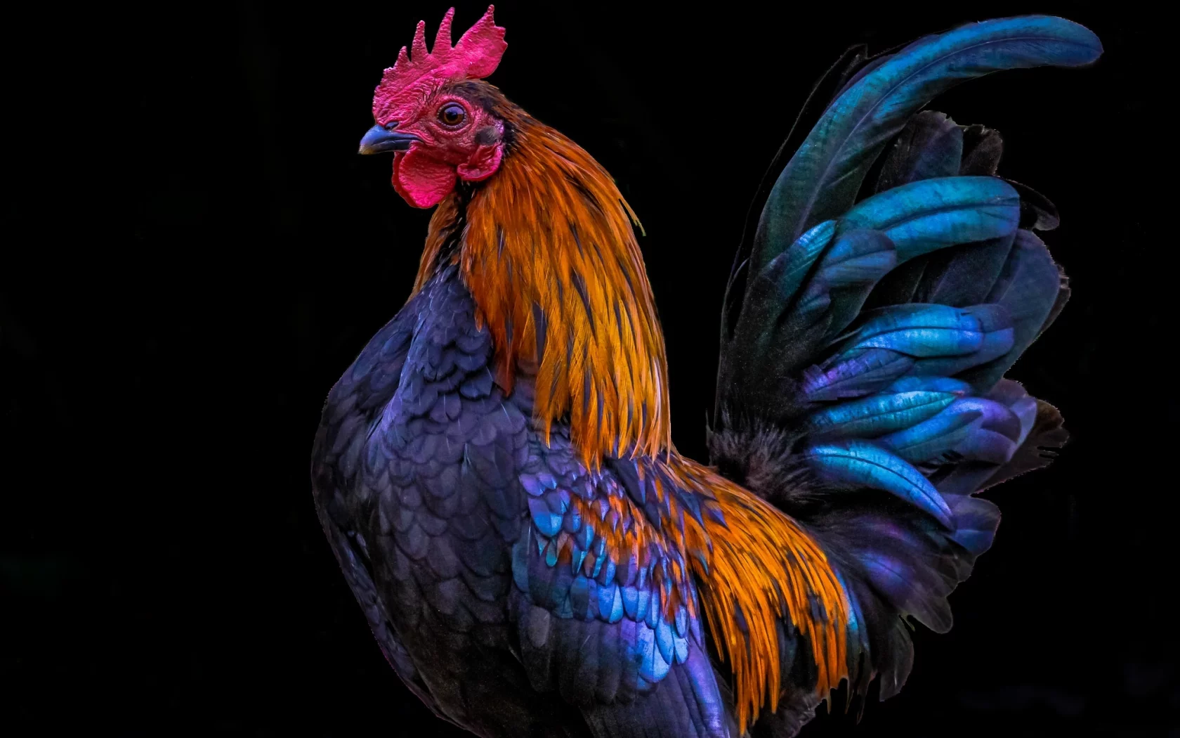 петух, птица, животное, пёстрый